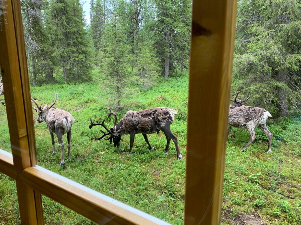 Logwood Chalet Luosto Zewnętrze zdjęcie